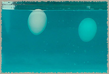 Huevos flotando